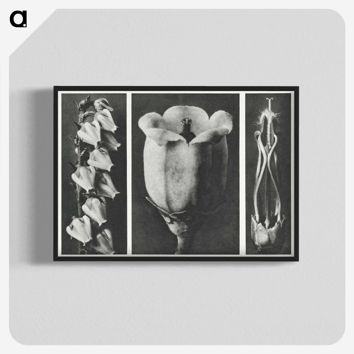 1-63_Karl-Blossfeldt_blk-crop