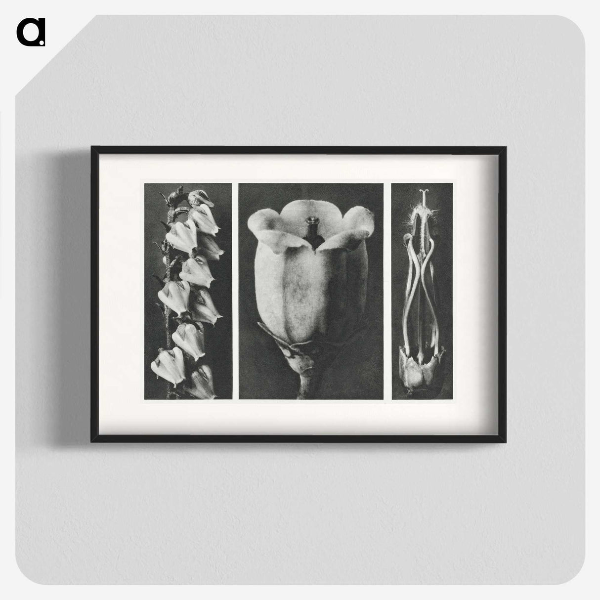 1-63_Karl-Blossfeldt_blk