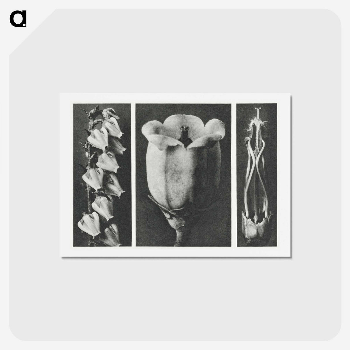 1-63_Karl-Blossfeldt_hagaki