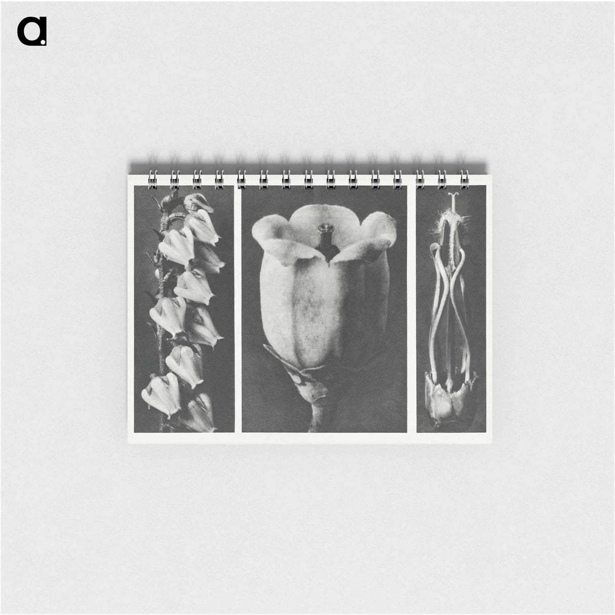 Andromeda Floribunda - カール ブロスフェルト Memo.