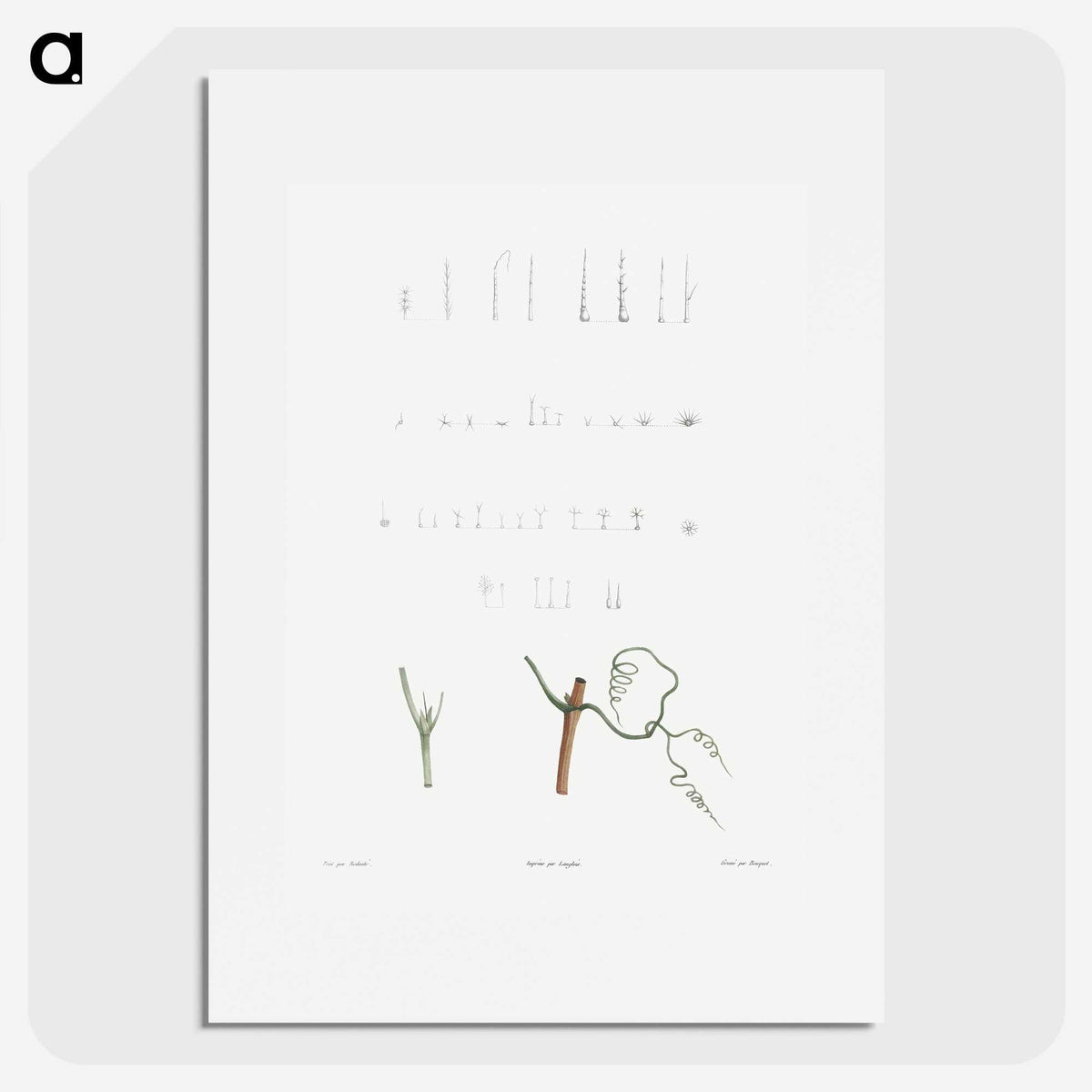 1-63_La-Botanique_picture