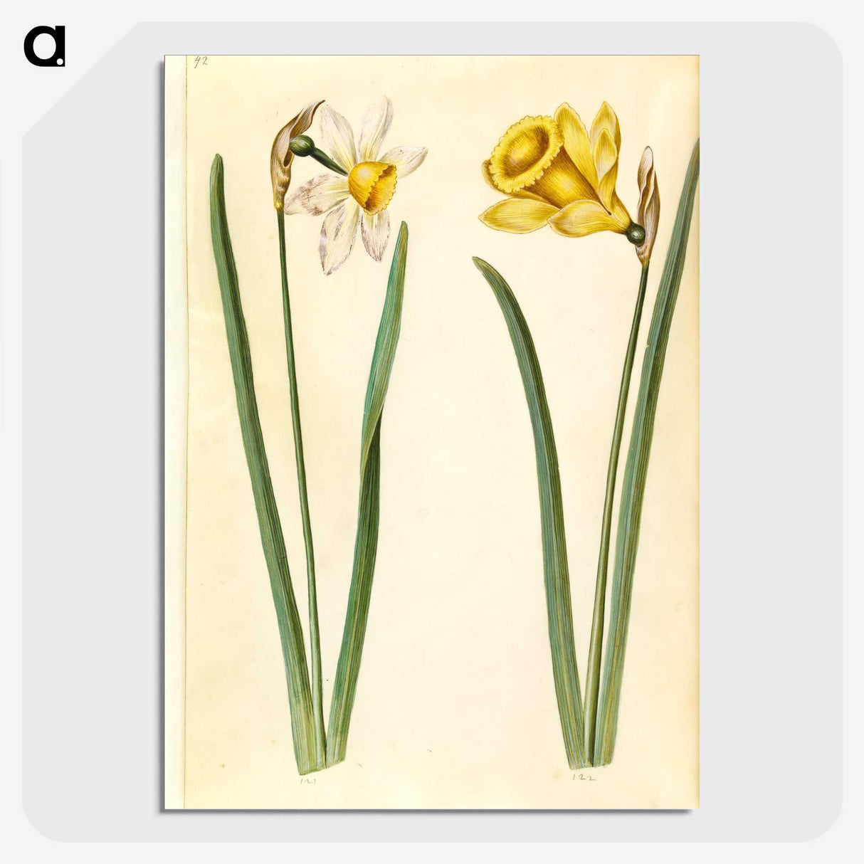 1-63_Maria-Sibylla-Merian_picture-crop