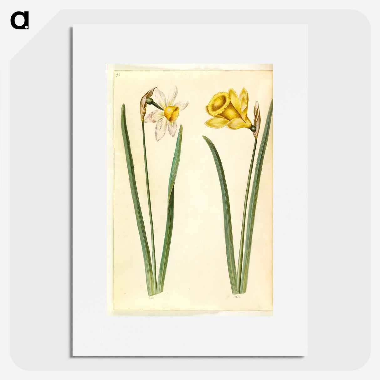 1-63_Maria-Sibylla-Merian_picture