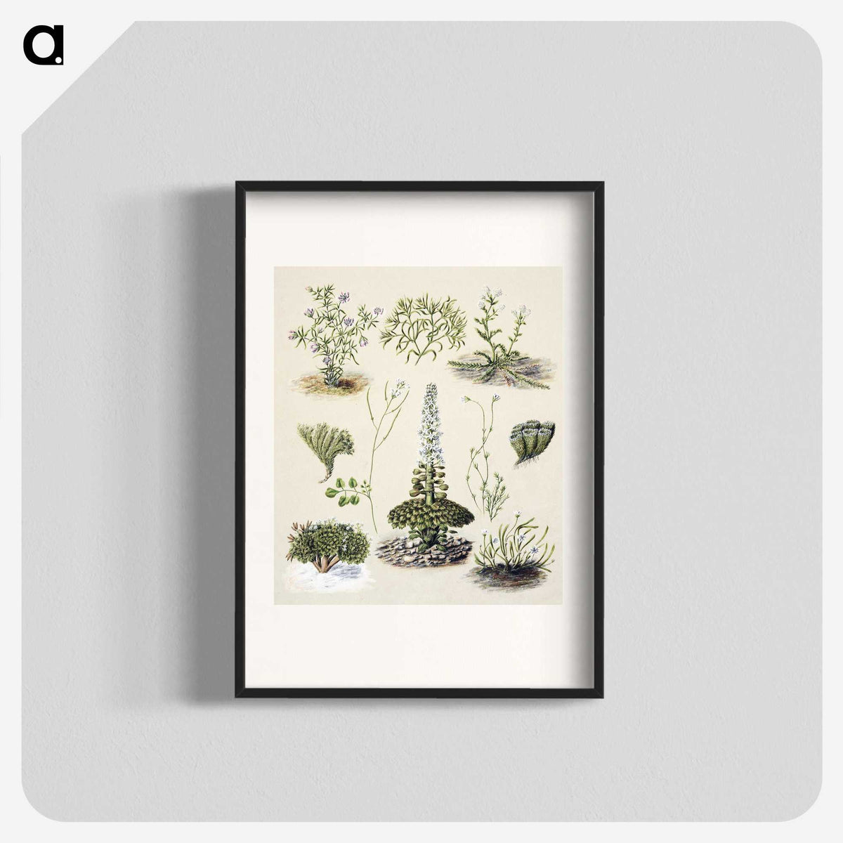1-63_Native-Flowering-Plants-of-New-Zealand_blk