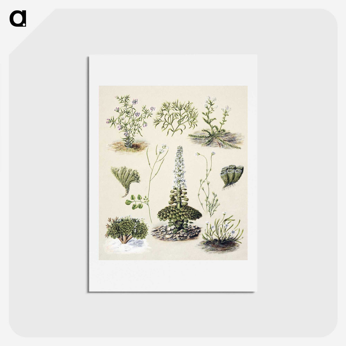 1-63_Native-Flowering-Plants-of-New-Zealand_hagaki