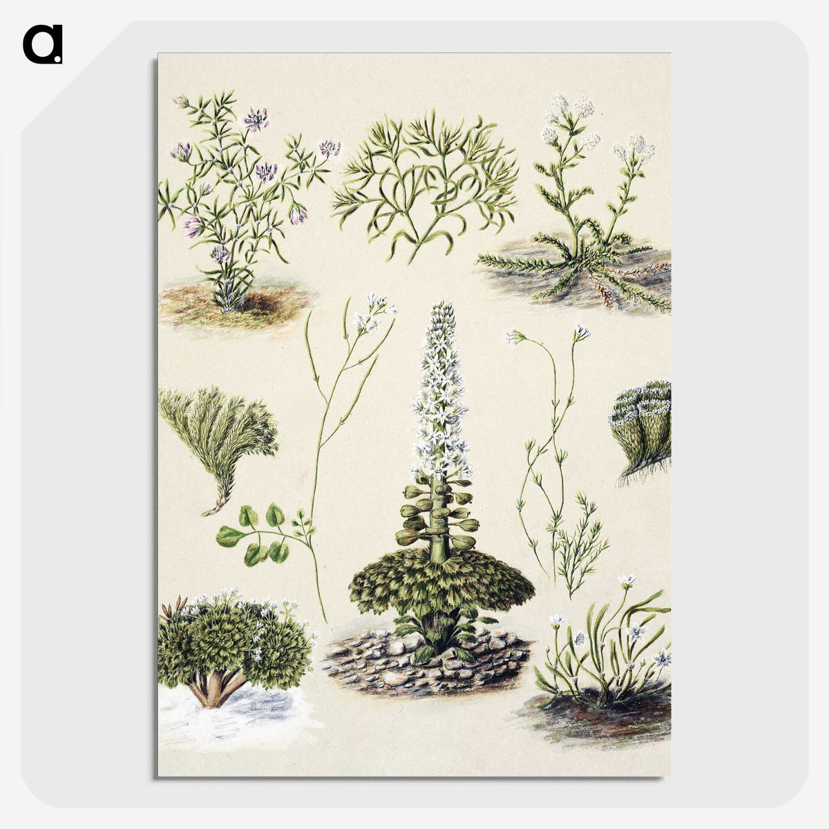 1-63_Native-Flowering-Plants-of-New-Zealand_picture-crop