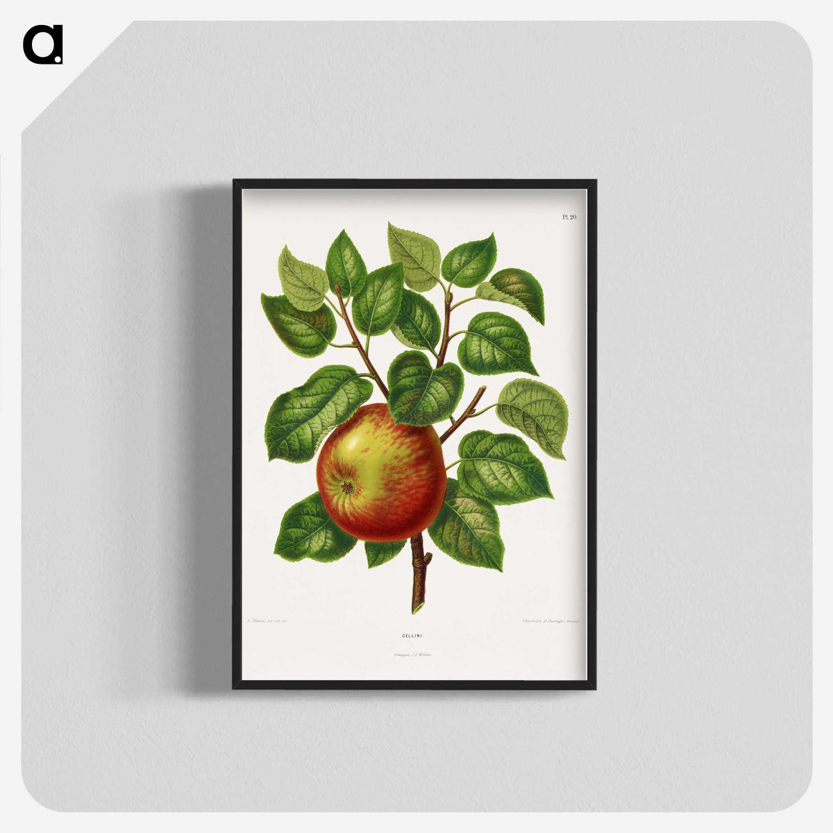 1-63_Nederlandsche-Flora-en-Pomona_blk-crop