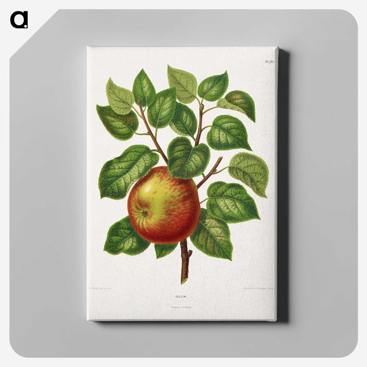 1-63_Nederlandsche-Flora-en-Pomona_canvas