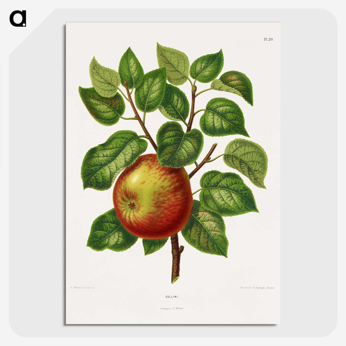 1-63_Nederlandsche-Flora-en-Pomona_picture-crop
