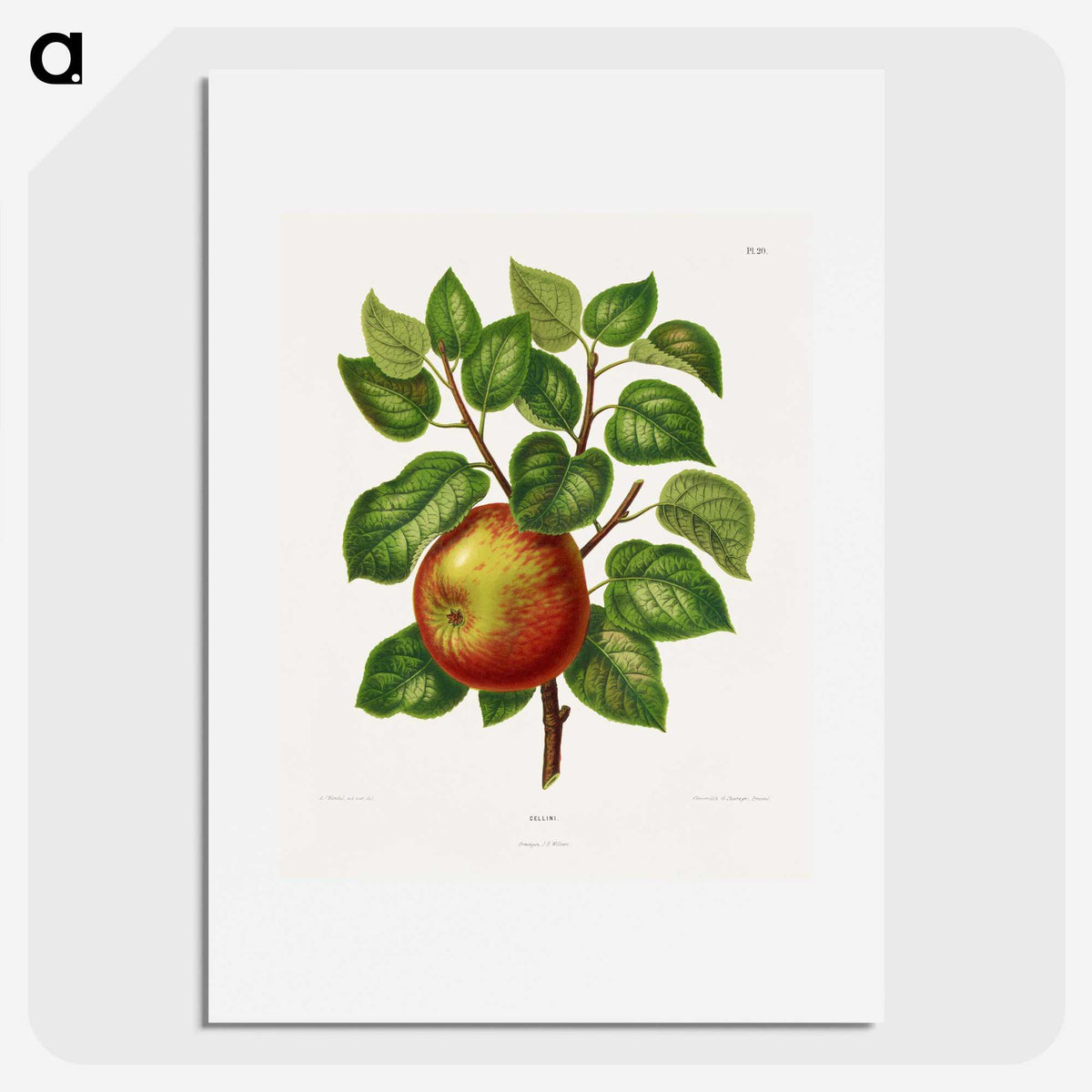 1-63_Nederlandsche-Flora-en-Pomona_picture