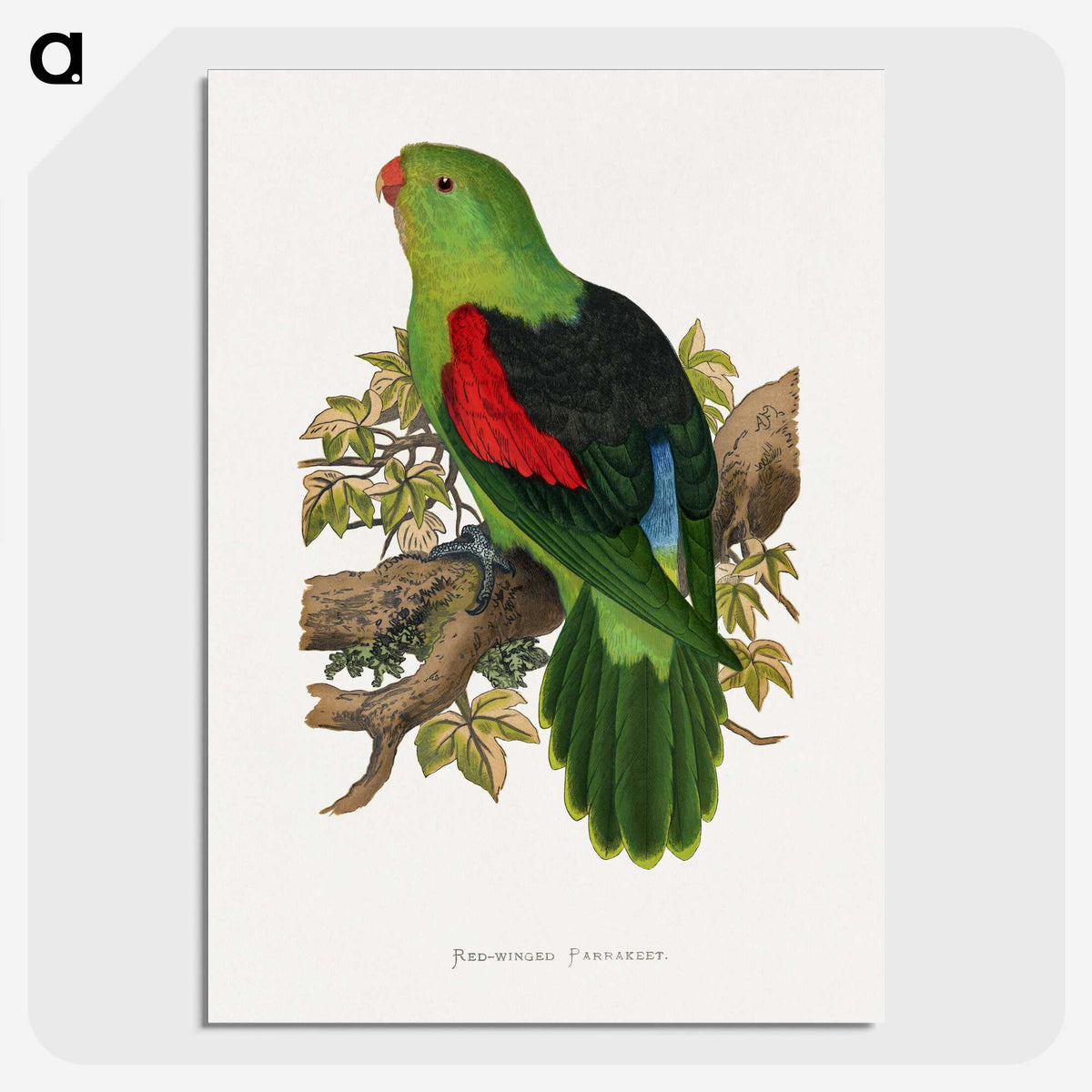 1-63_Parrots-in-Captivity_picture-crop