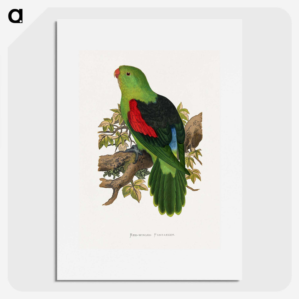 1-63_Parrots-in-Captivity_picture