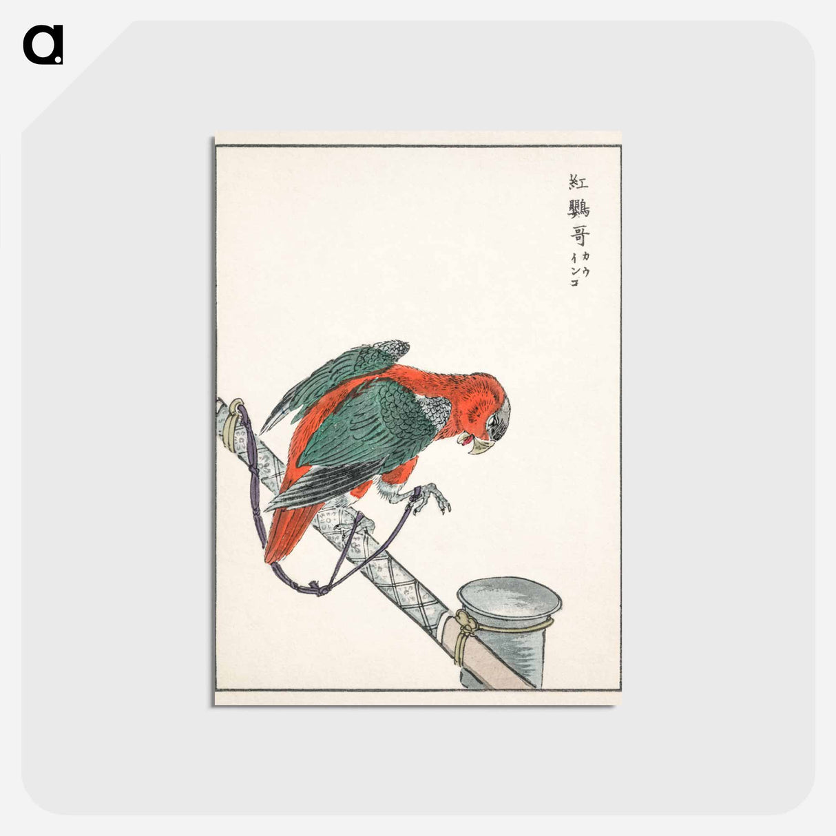 アートポストカード-Macaw Illustration
- 鳥類図鑑 Postcard.