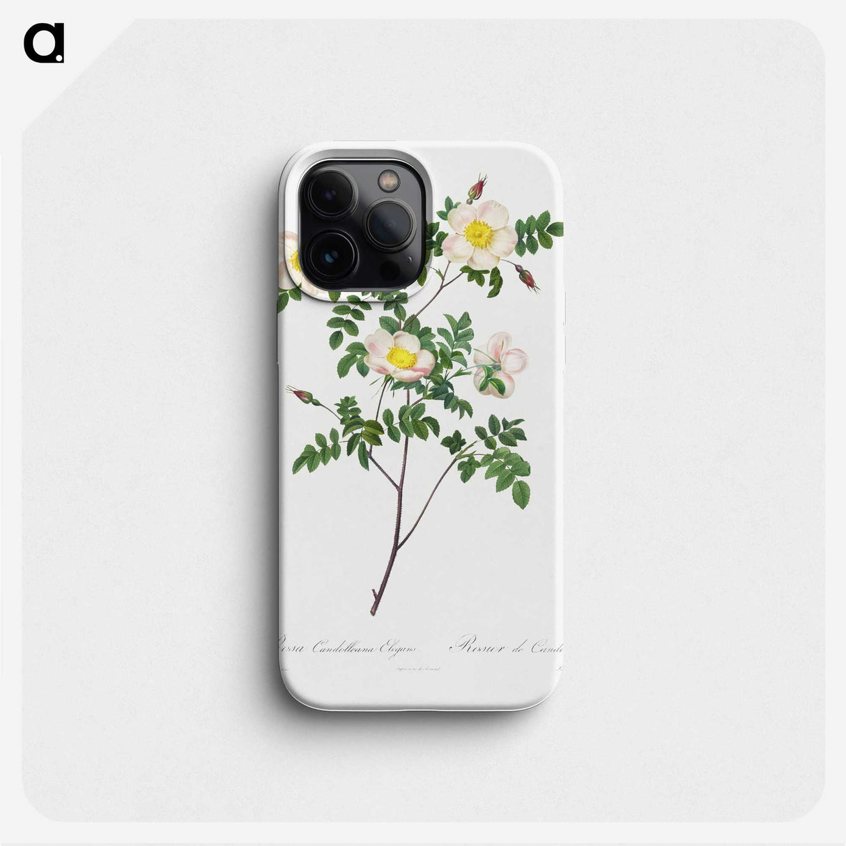 1-63_Pierre-Joseph-Redoute_phone