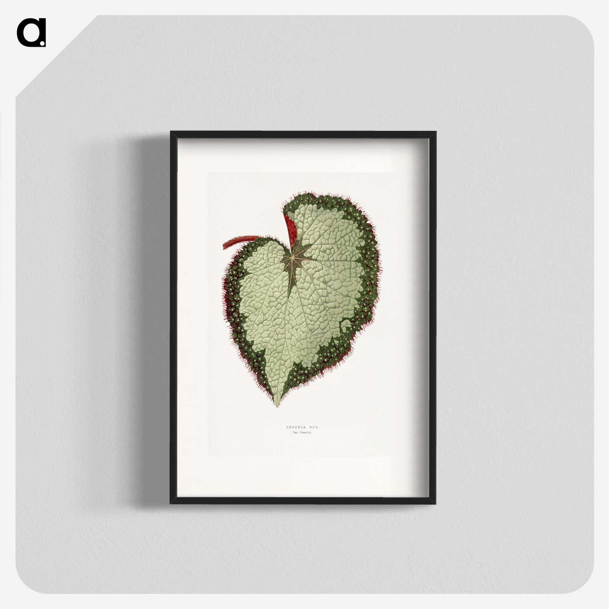 1-63_Plants-with-Colored-Foliage_blk