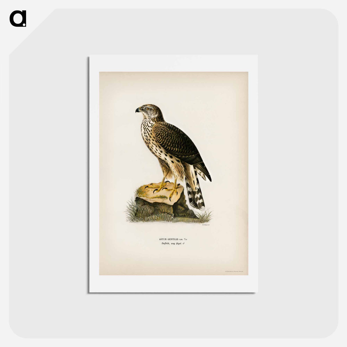 アートポストカード-Goshawk
- スヴェンスカ フォグラル Postcard.