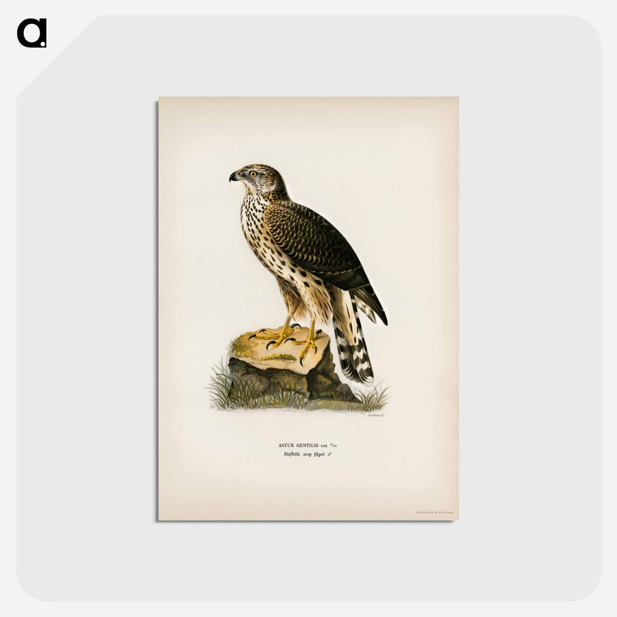 アートポストカード-Goshawk
- スヴェンスカ フォグラル Postcard.