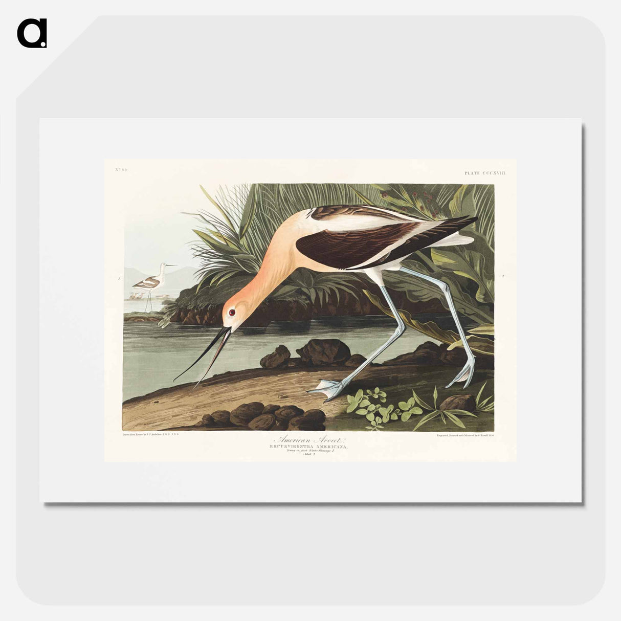 アートポスター-American Avocet from Birds of America
- アメリカの鳥たち Poster.