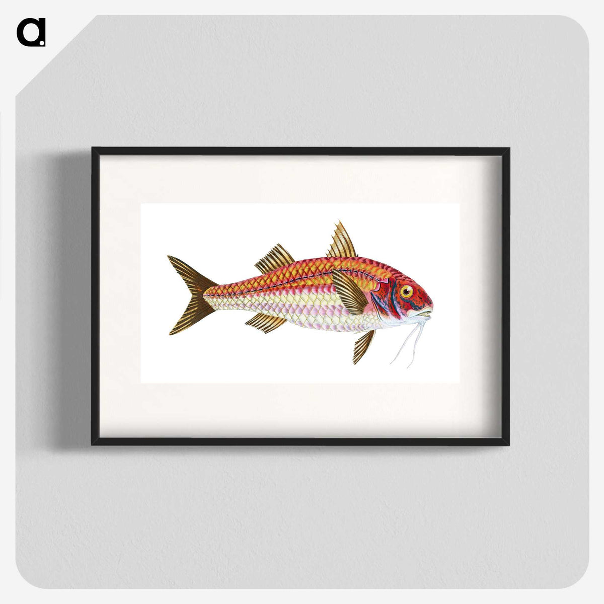 1-63_The-Natural-History-of-British-Fishes_blk