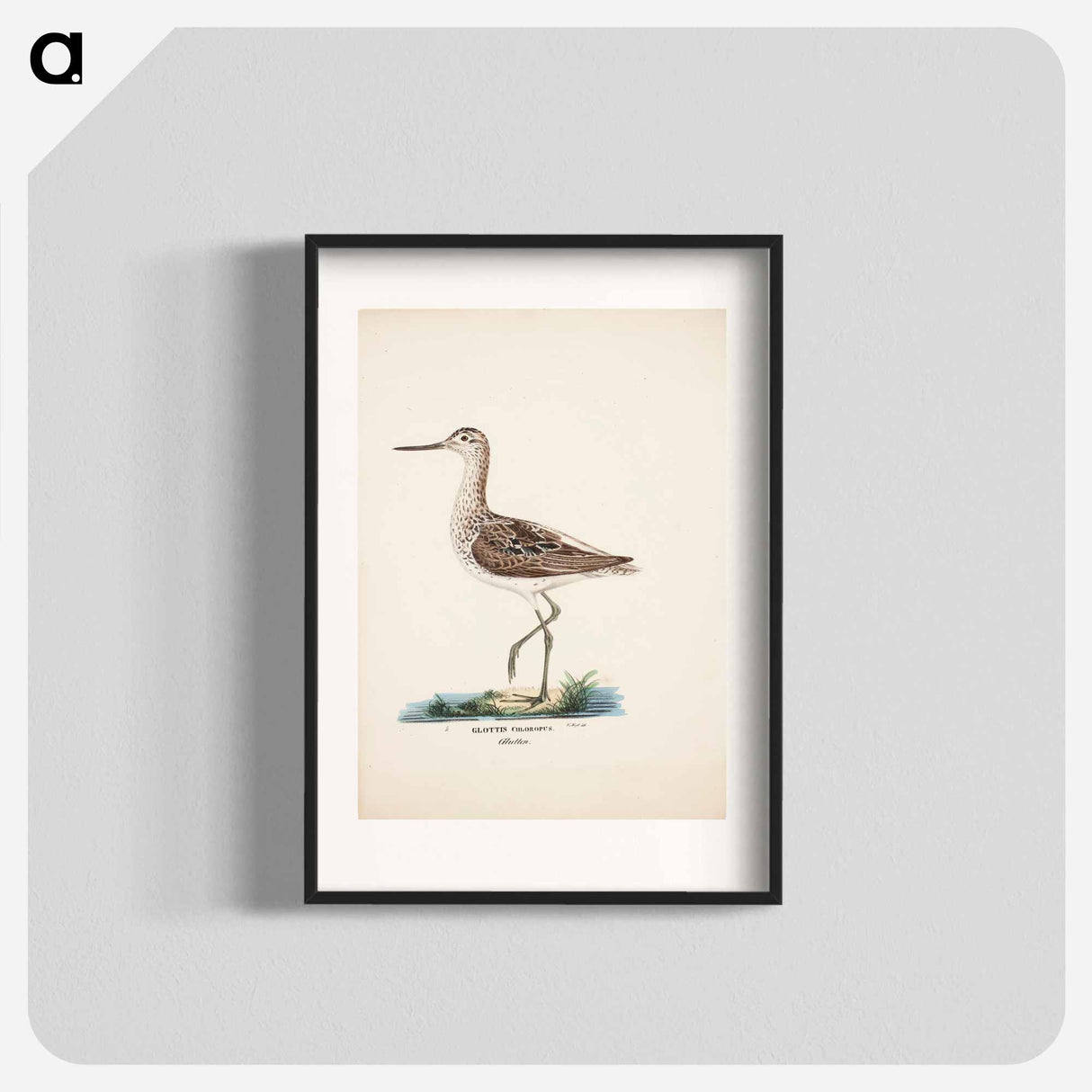 Common greenshank - ヴィルヘルム フォン ライト Poster.