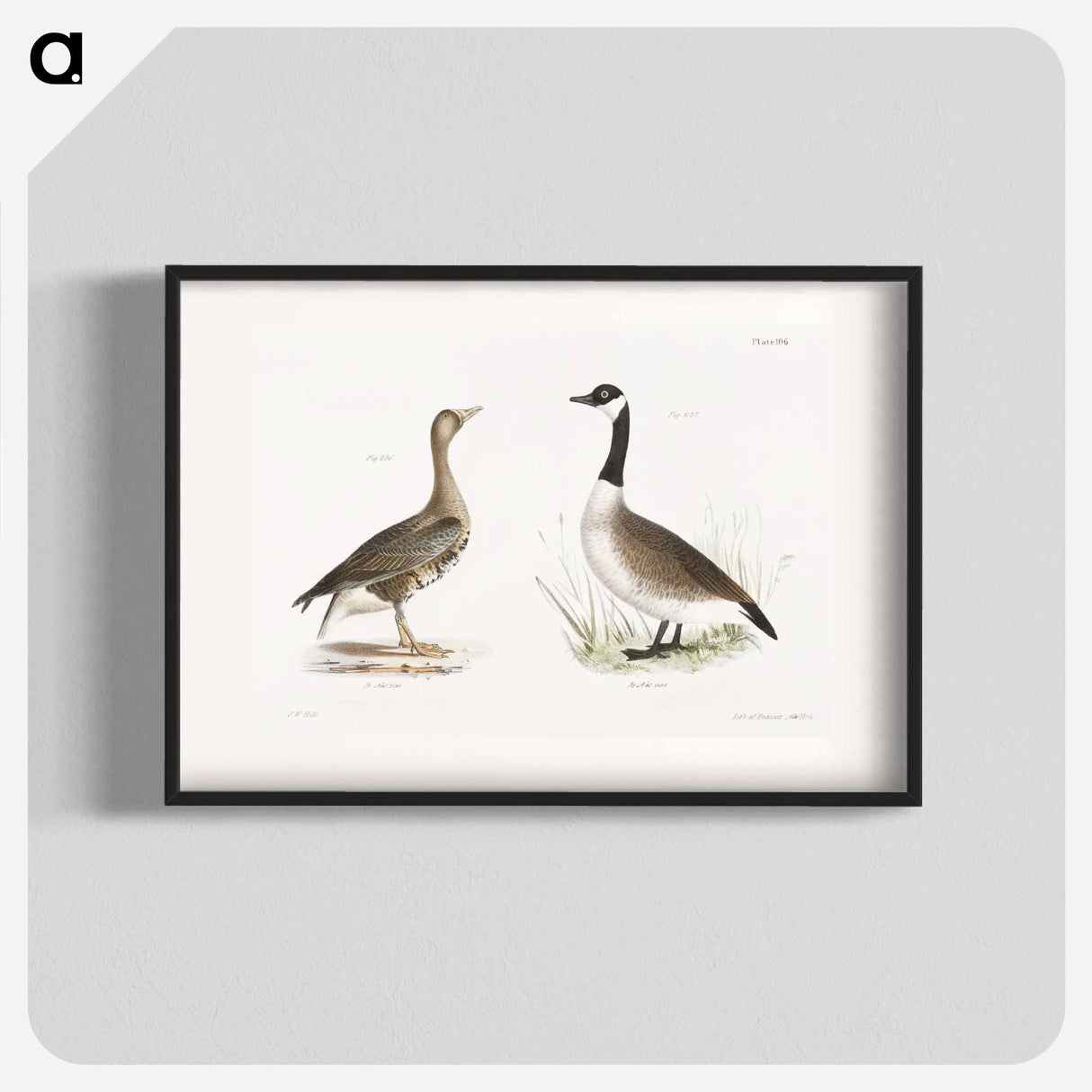 White-fronted Goose (Anser albifrons) Wild Goose (Anser canadensis) illustration from Zoology of New York by - ニューヨークの動物学 Poster.