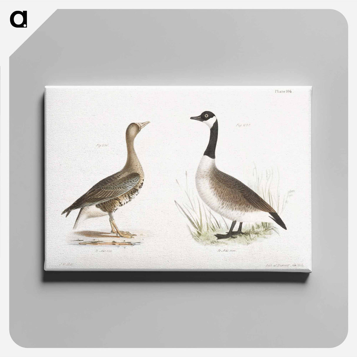 White-fronted Goose (Anser albifrons) Wild Goose (Anser canadensis) illustration from Zoology of New York by - ニューヨークの動物学 Canvas.