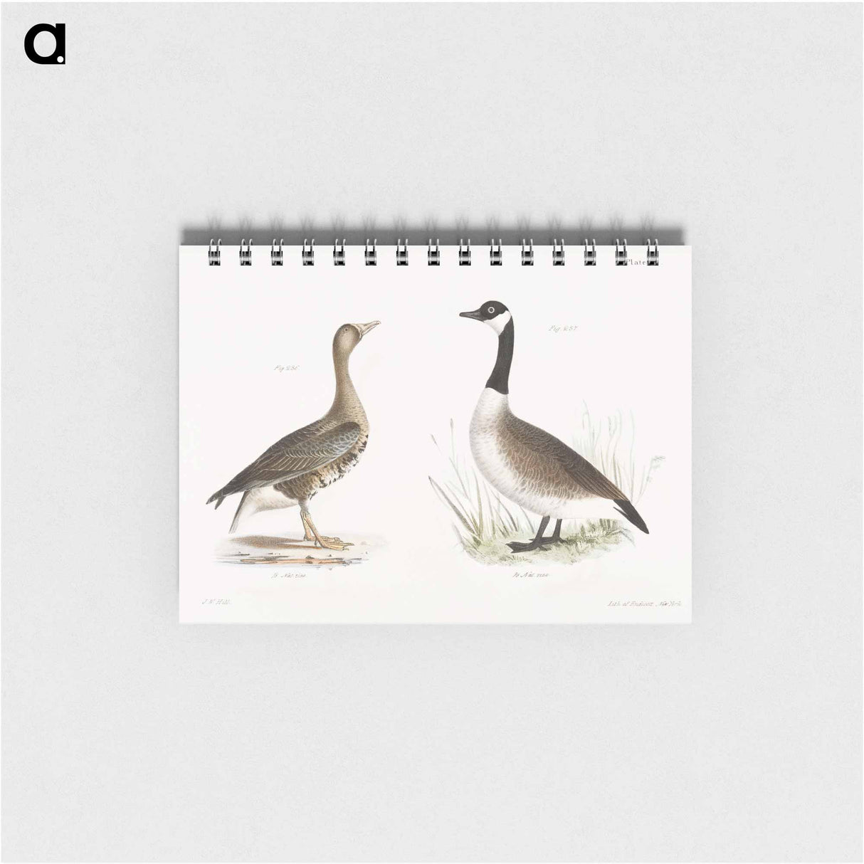 White-fronted Goose (Anser albifrons) Wild Goose (Anser canadensis) illustration from Zoology of New York by - ニューヨークの動物学 Memo.