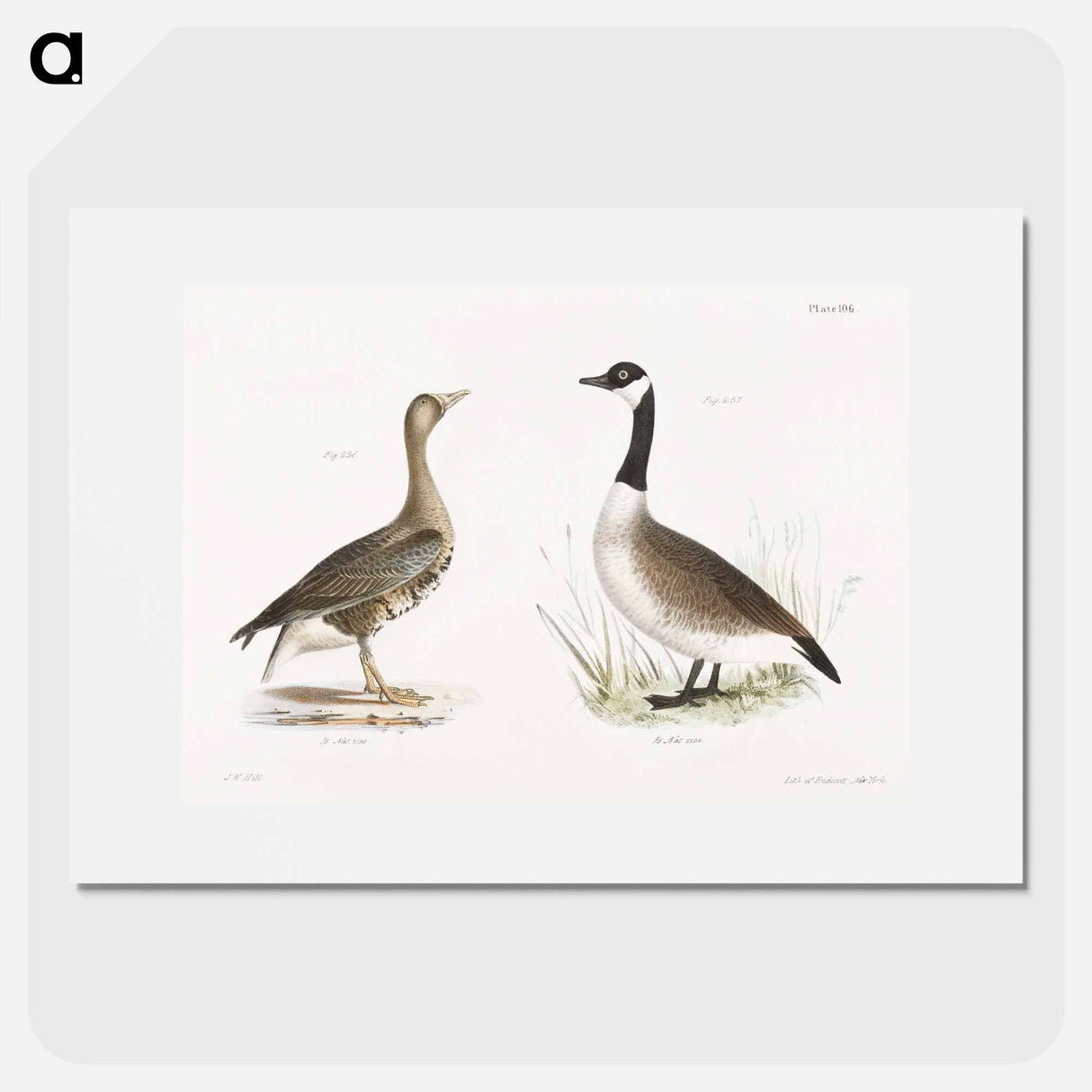 White-fronted Goose (Anser albifrons) Wild Goose (Anser canadensis) illustration from Zoology of New York by - ニューヨークの動物学 Poster.