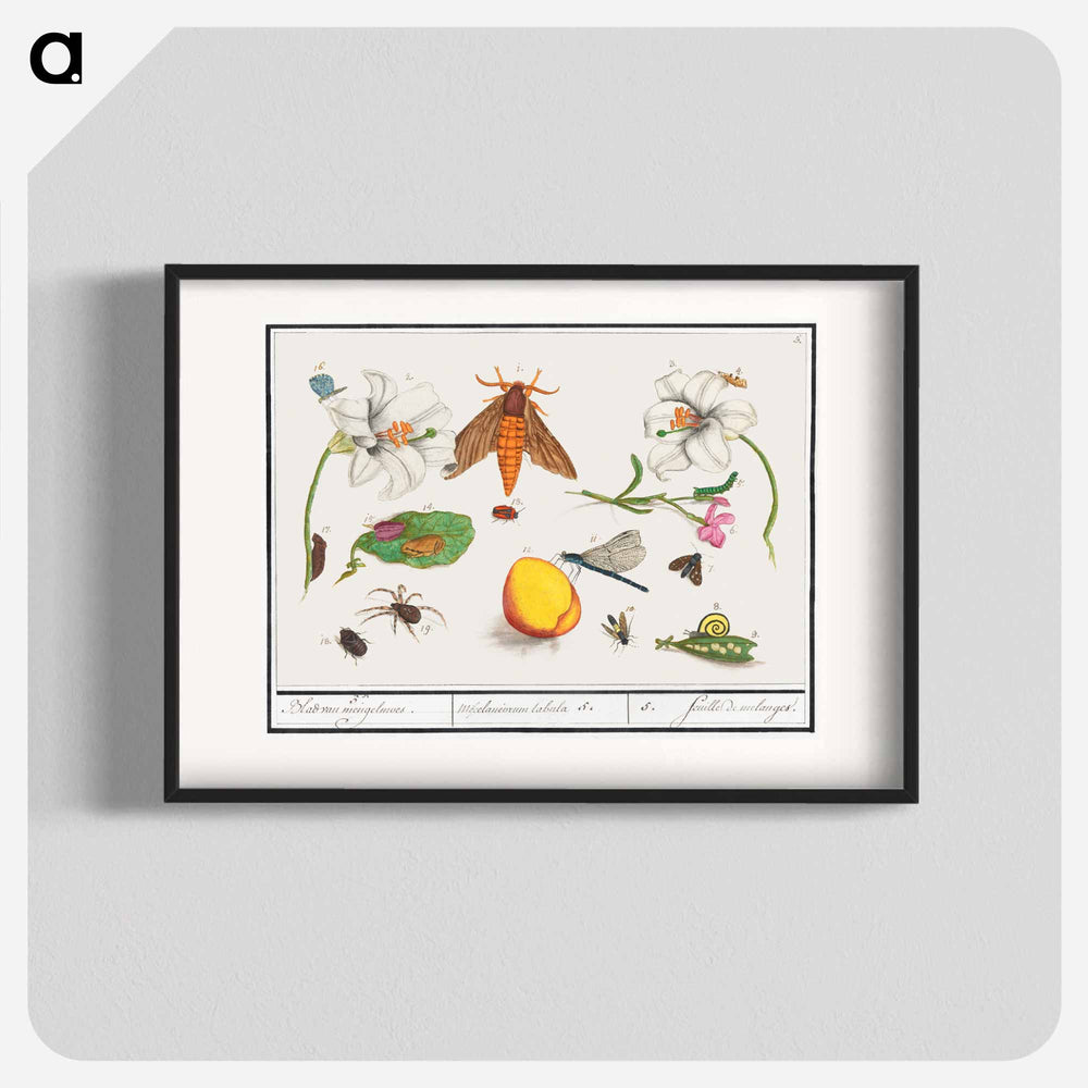 Natural History Ensemble, no. 5 - アンセルムス ボエティウス デ ブート Poster.