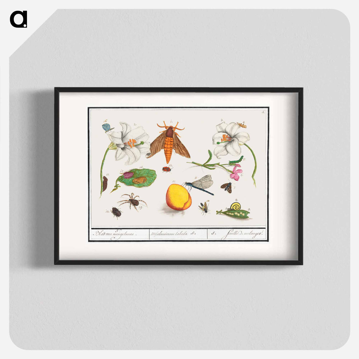 Natural History Ensemble, no. 5 - アンセルムス ボエティウス デ ブート Poster.