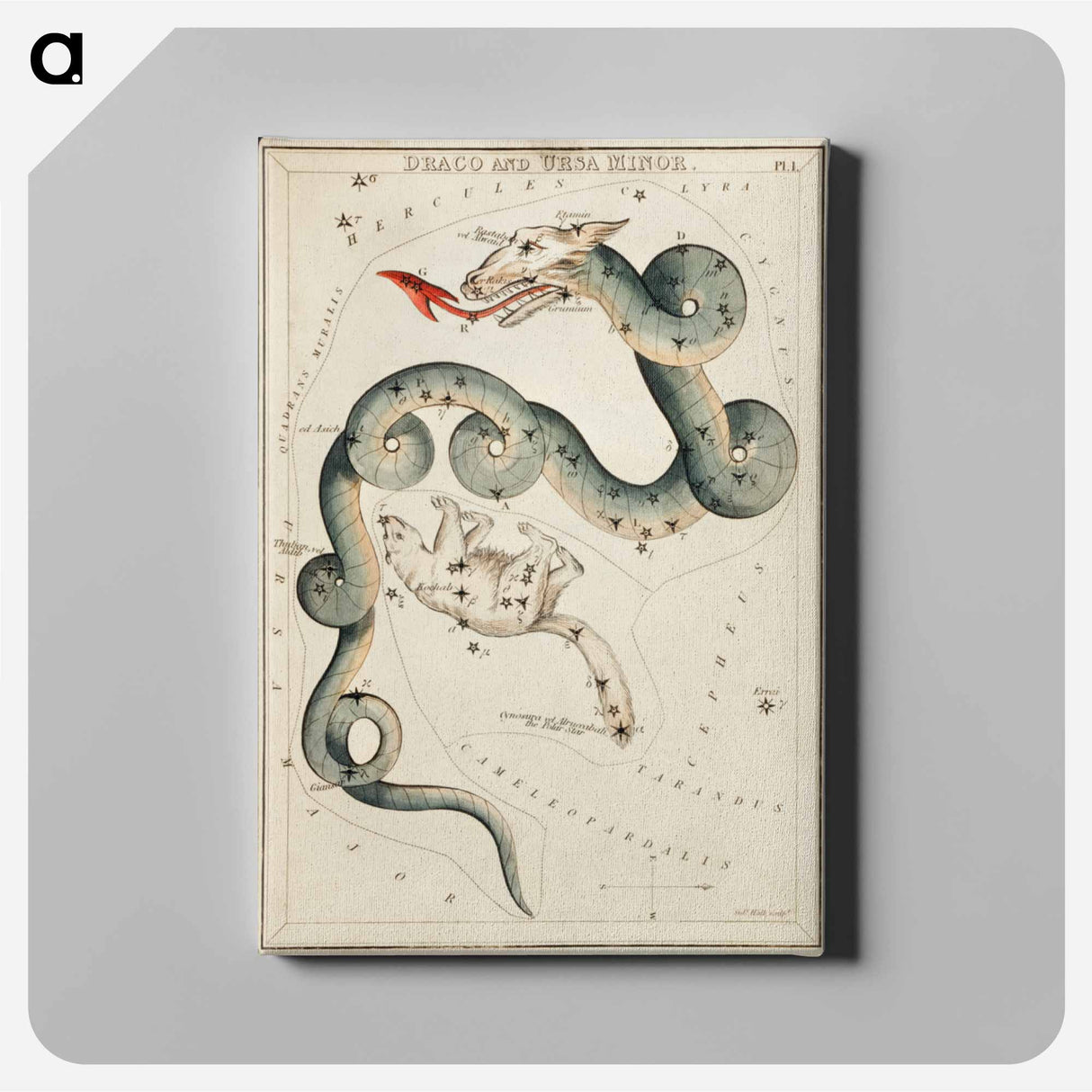 Sidney Hall’s astronomical chart illustration of the Draco and the Ursa Minor - アンティーク地図 Canvas.