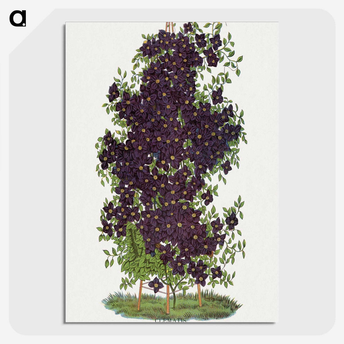 1-64_Botanical-Specimen-Plates_picture-crop