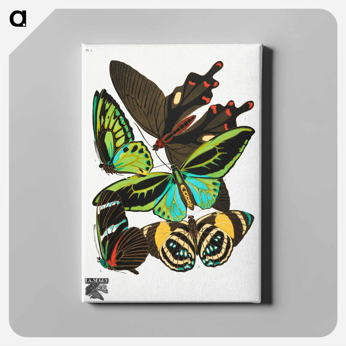 E.A. Séguy's vintage butterflies - E.A.セギー Canvas.