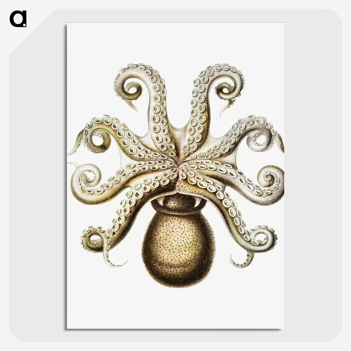 1-64_Ernst-Haeckel_picture-crop