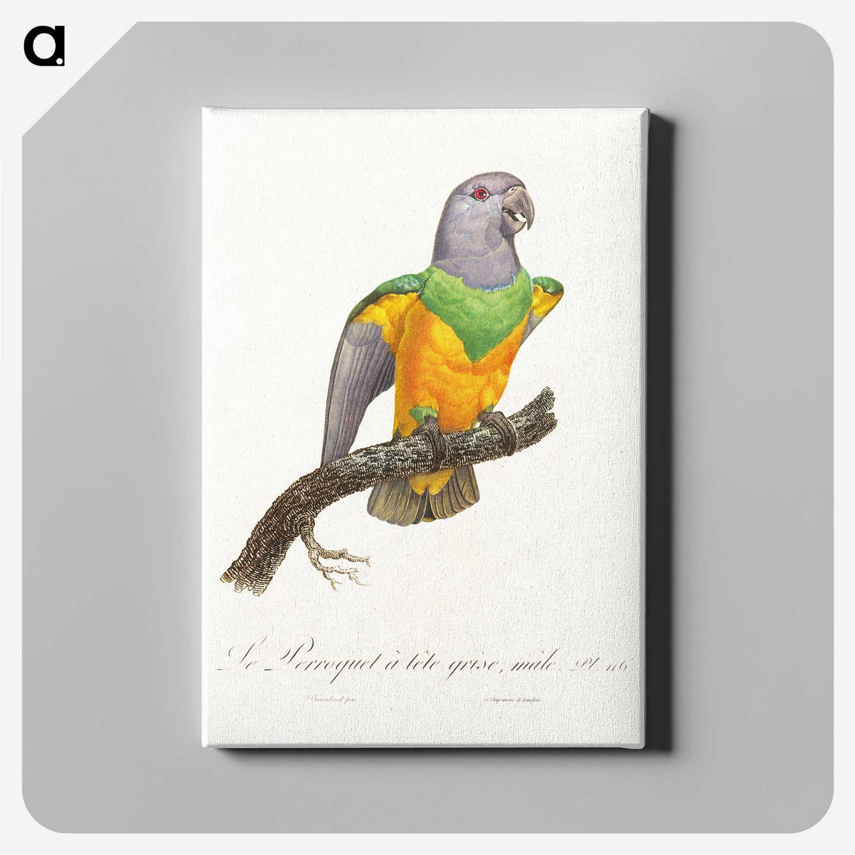 1-64_Francois-Levaillant_canvas