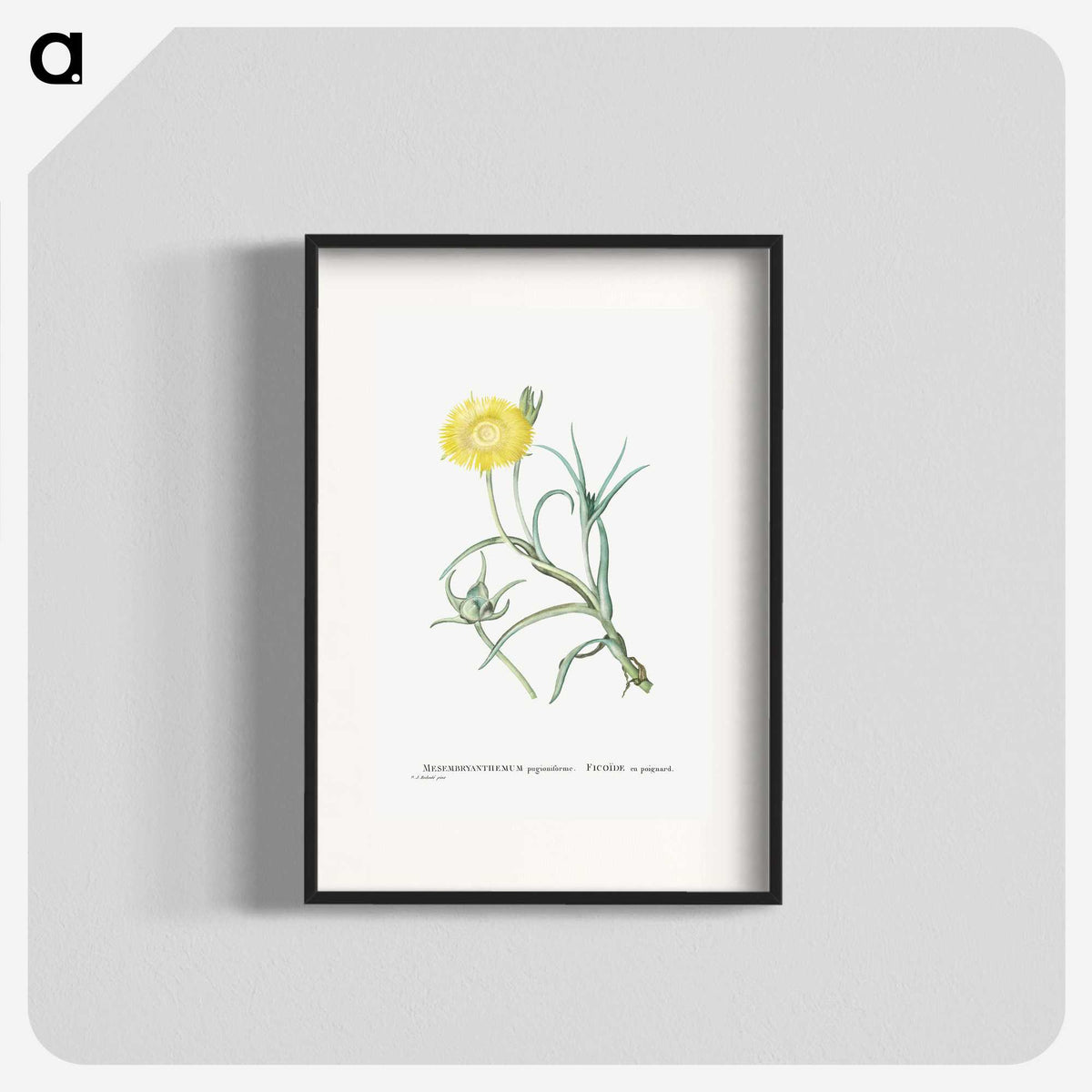 1-64_Histoire-des-Plantes-Grasses_blk