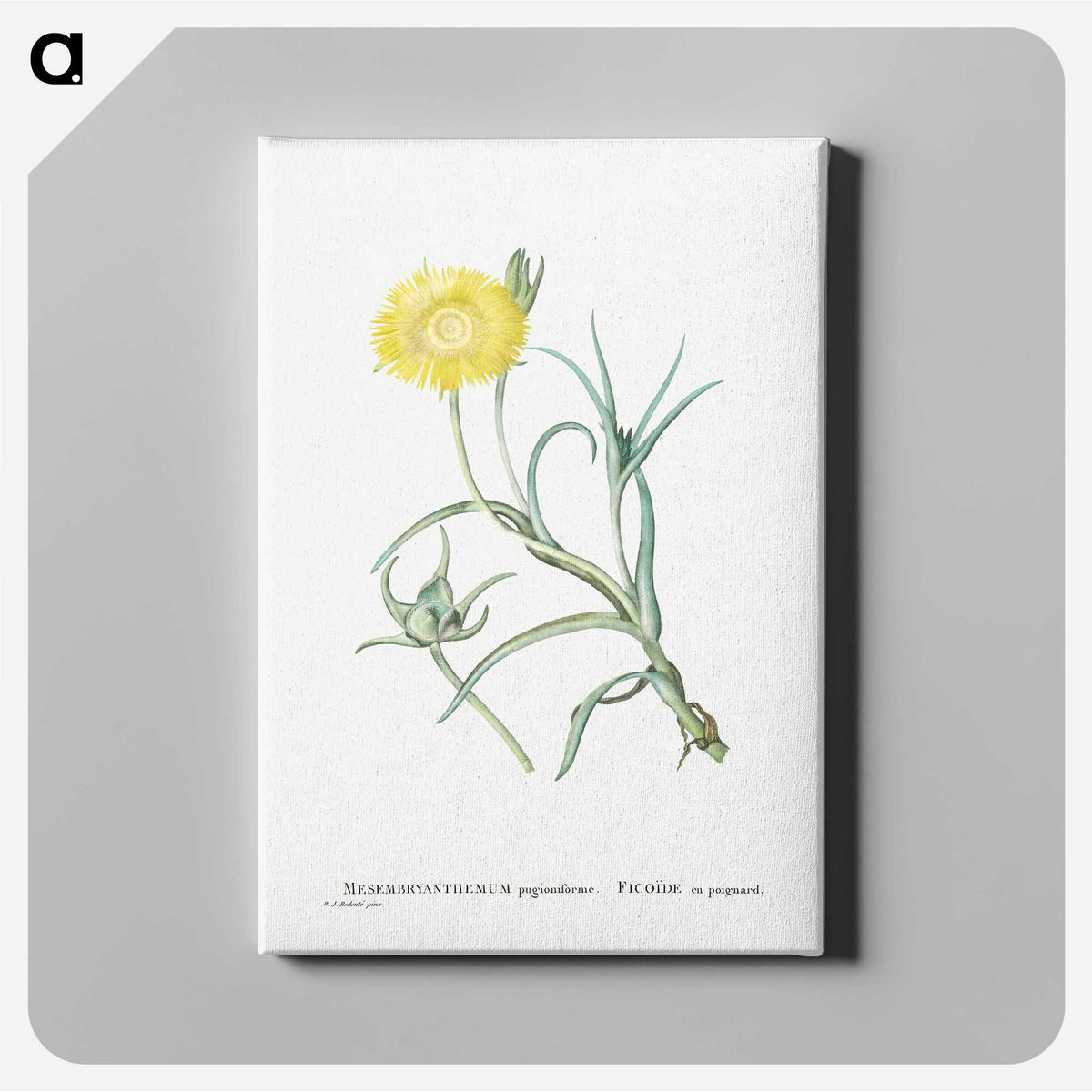 1-64_Histoire-des-Plantes-Grasses_canvas