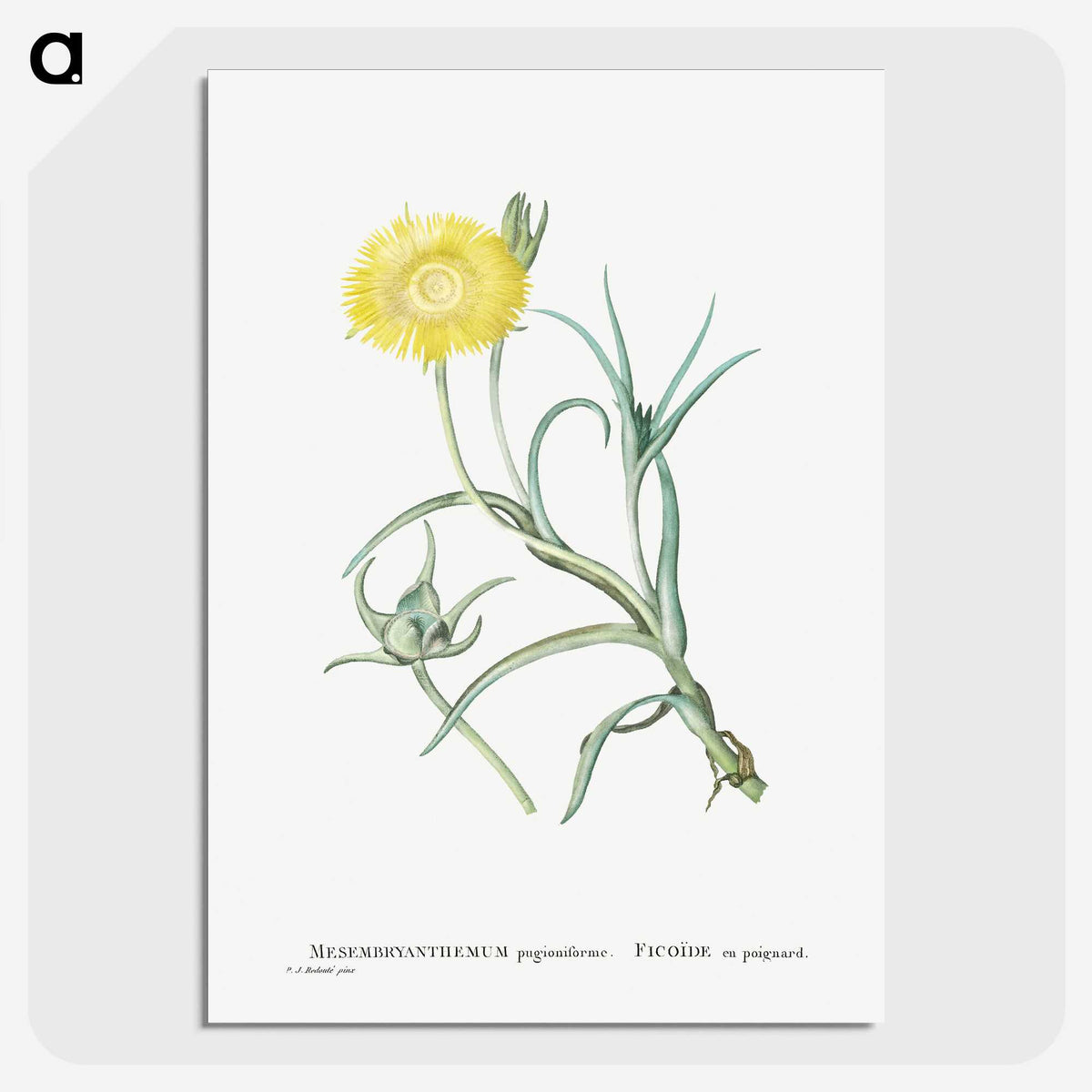 1-64_Histoire-des-Plantes-Grasses_picture-crop