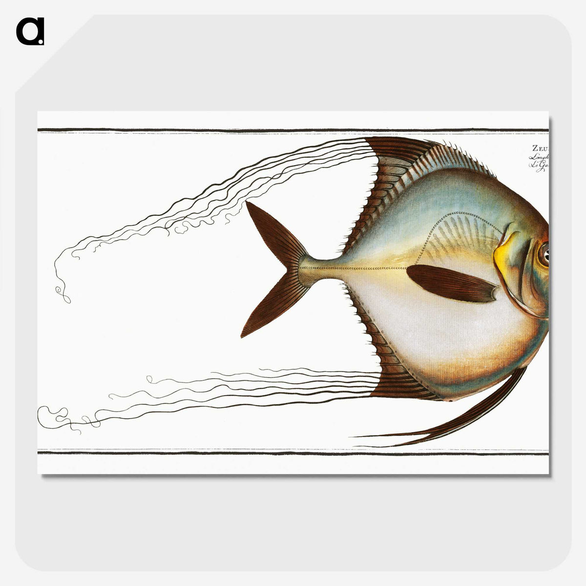 1-64_Ichtyologie-ou-Histoire-naturelle_picture-crop