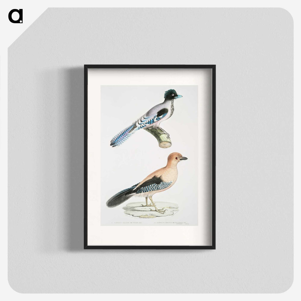 1-64_Indian-Zoology_blk