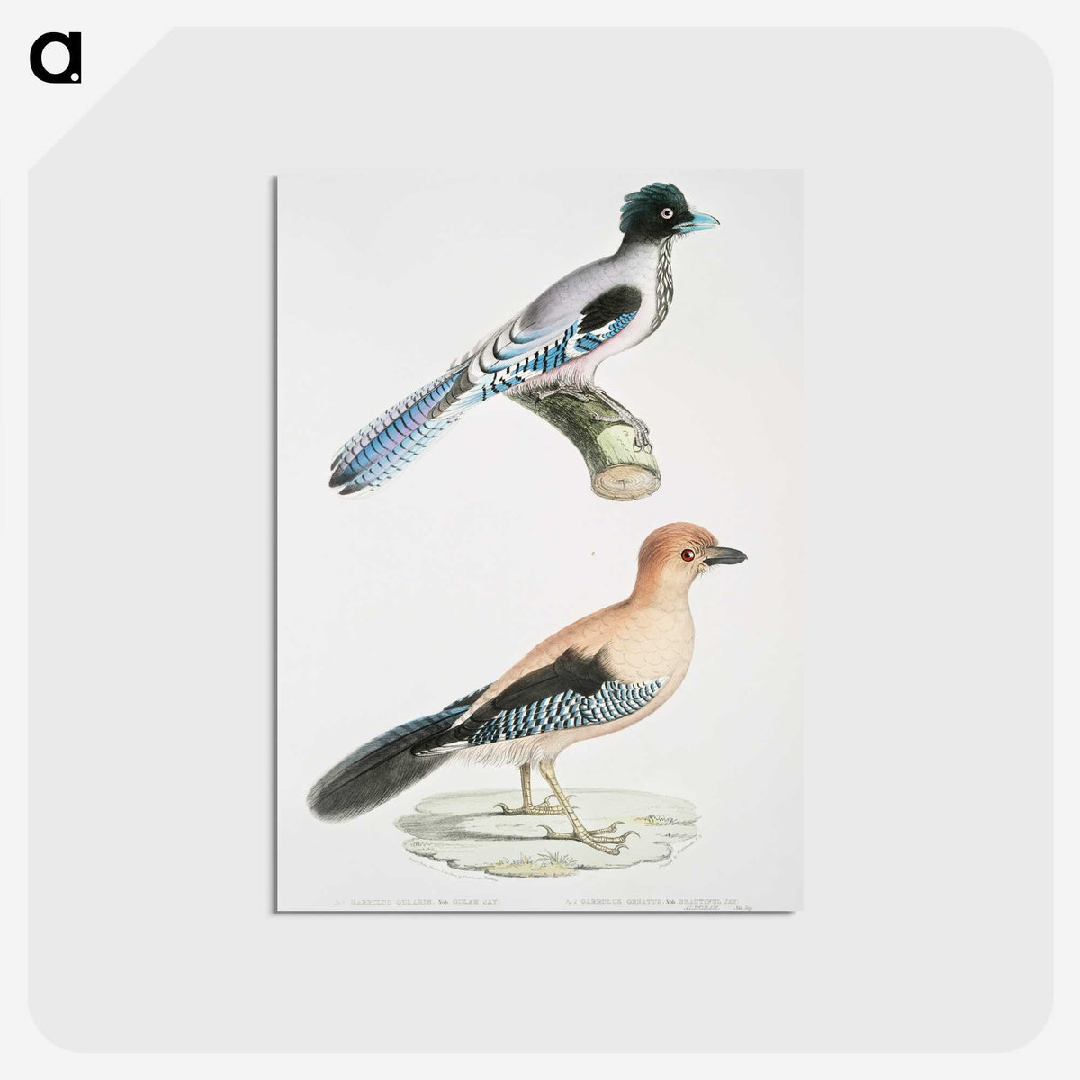 1-64_Indian-Zoology_postcard