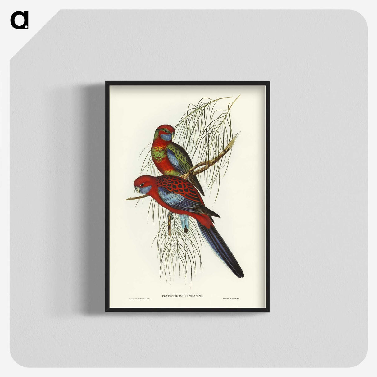 1-64_John-Gould_blk-crop