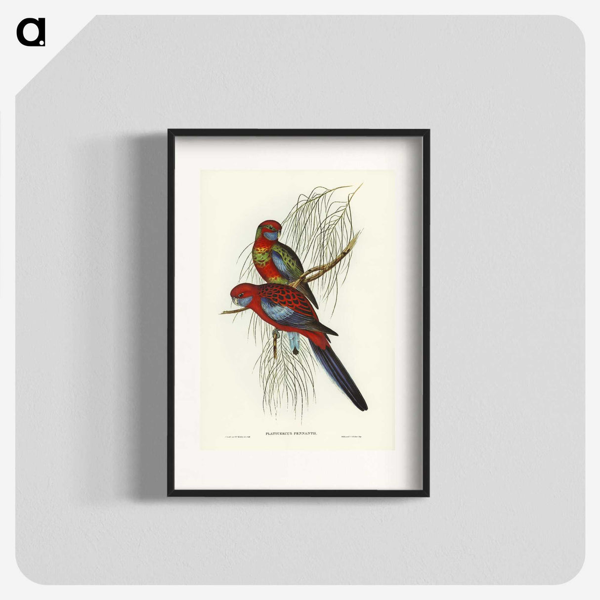 1-64_John-Gould_blk