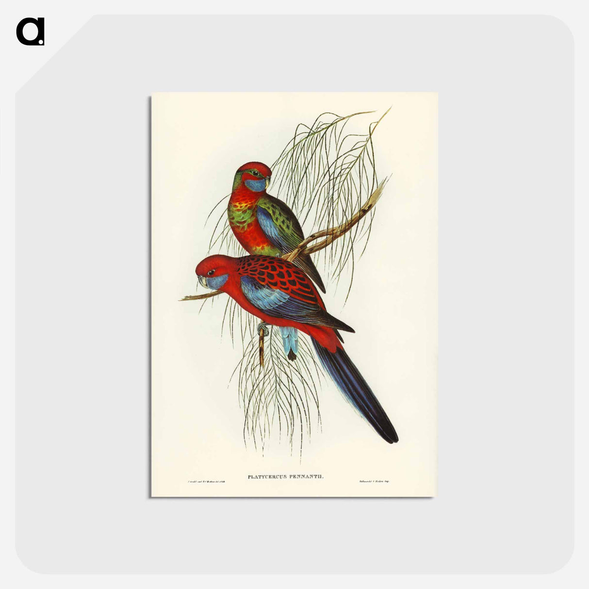 アートポストカード-Pennant's Parakeet
- ジョン グールド Postcard.
