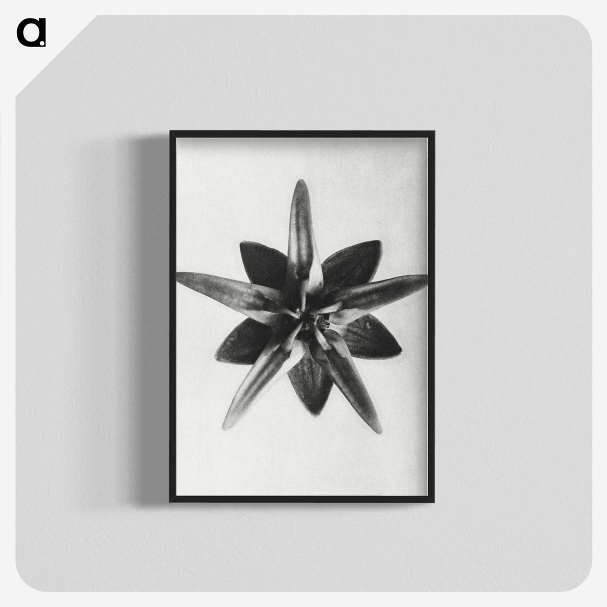 1-64_Karl-Blossfeldt_blk-crop