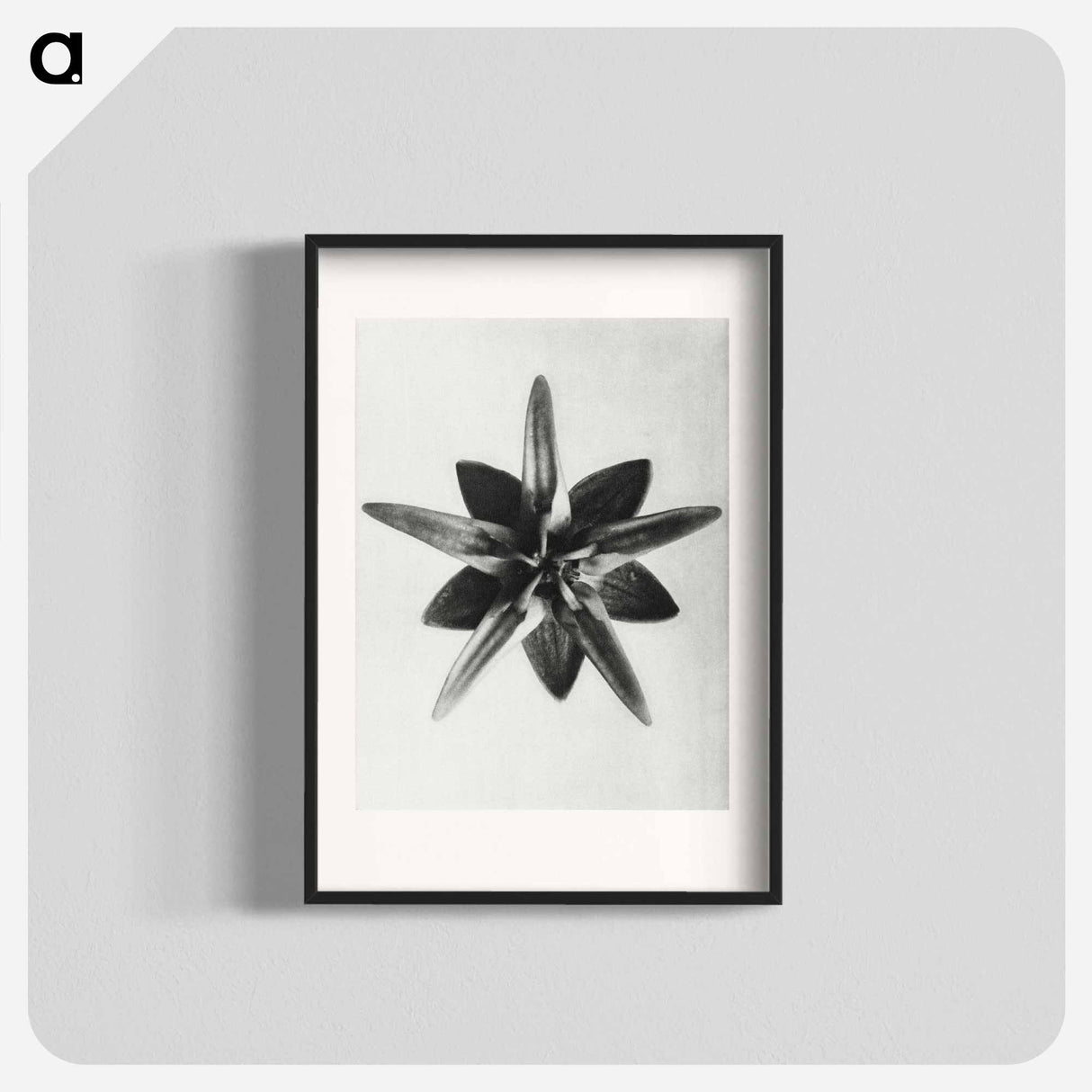 アートポスター-Asclepias Speciosa - カール ブロスフェルト Poster.