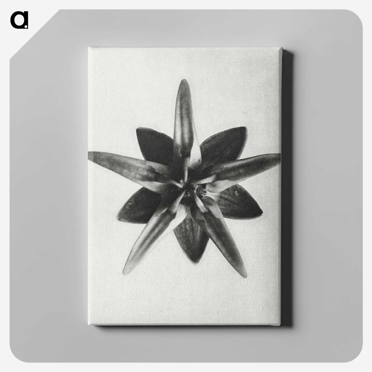 1-64_Karl-Blossfeldt_canvas
