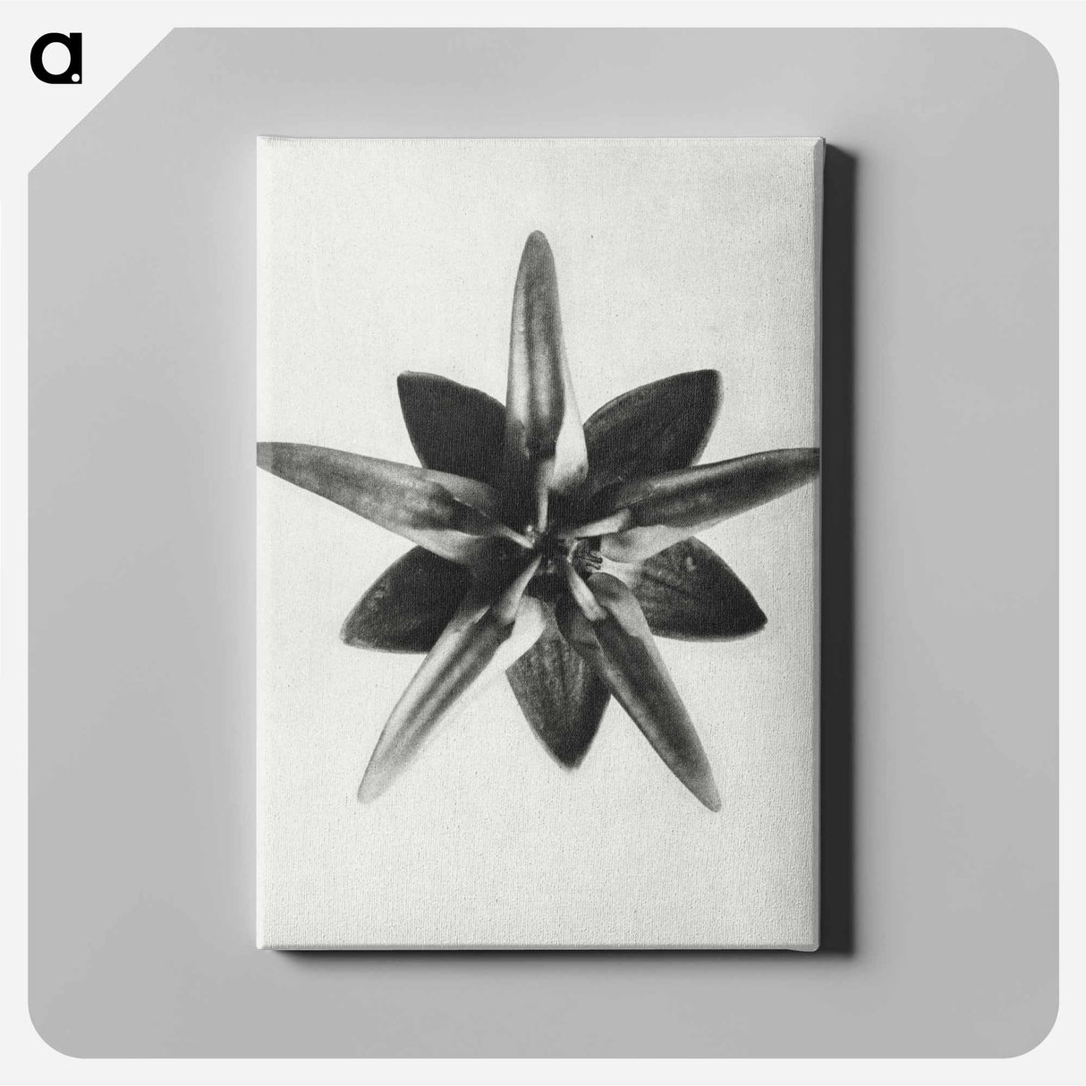 アートパネル-Asclepias Speciosa - カール ブロスフェルト Canvas.