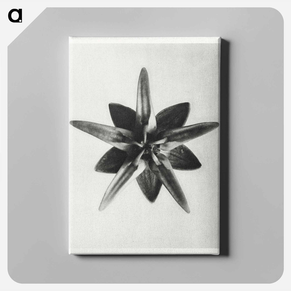 Asclepias Speciosa - Karl Blossfeldt Canvas.