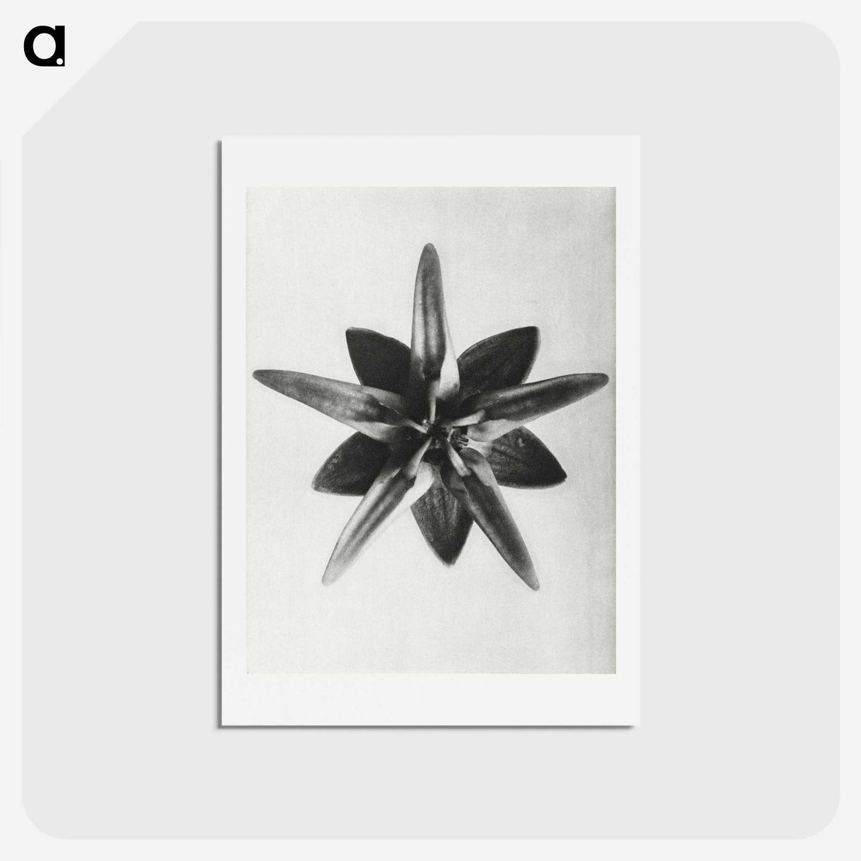 1-64_Karl-Blossfeldt_hagaki